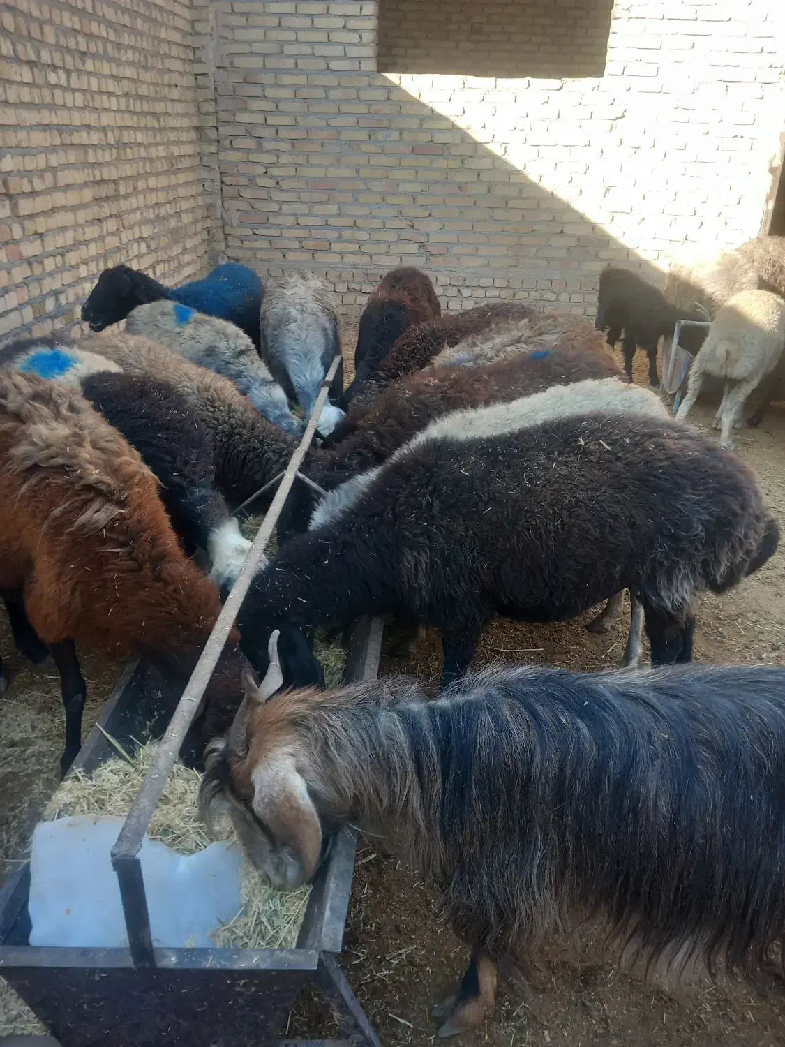 بز  و بره و میش همه فروشی|حیوانات مزرعه|جوادآباد, |دیوار