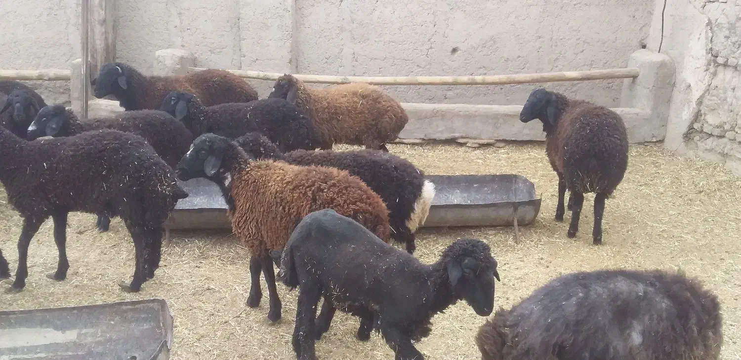 بره|حیوانات مزرعه|پیشوا, |دیوار