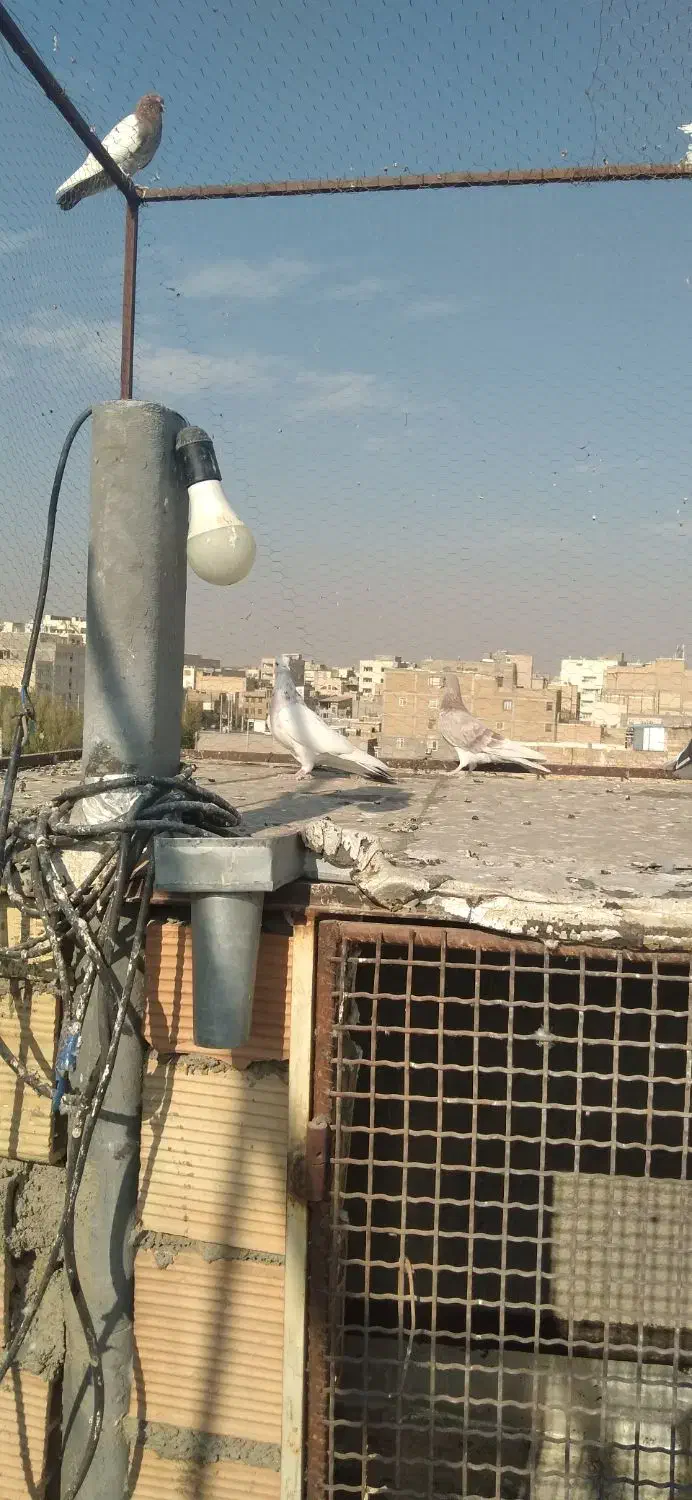 کبوتر گرفتنی|پرنده|مشکین‌دشت, |دیوار