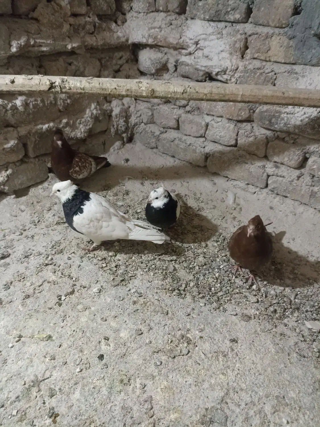 ۴عدد کفتر فروشی|پرنده|فردوس (خراسان), |دیوار