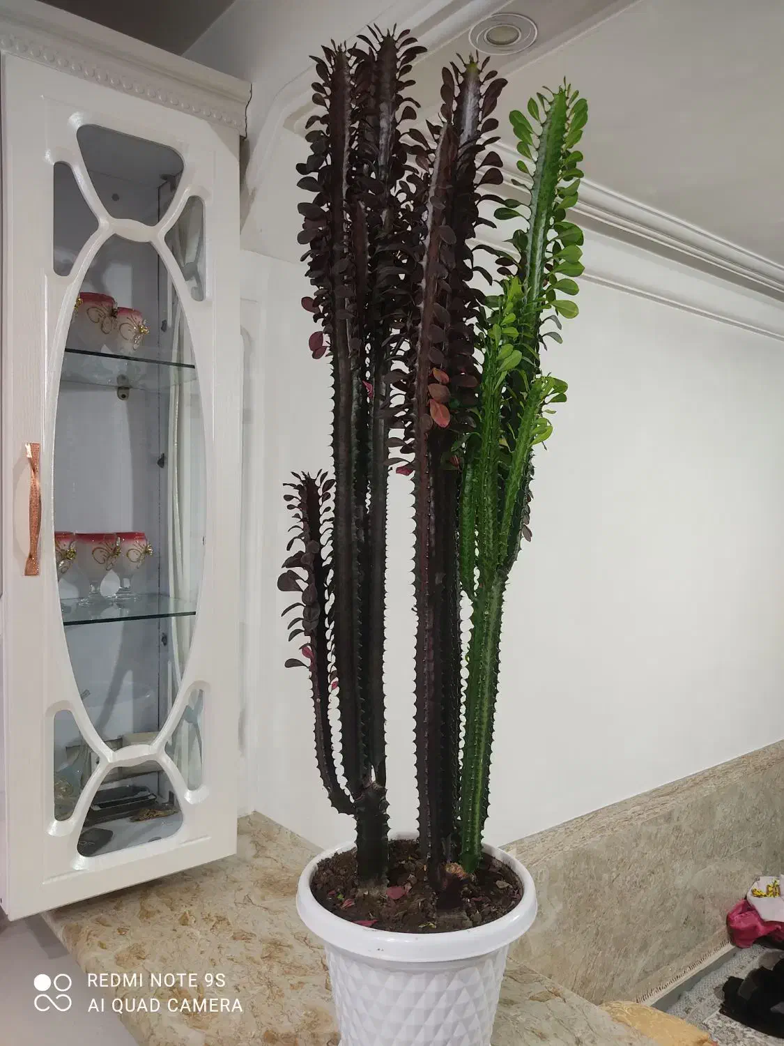 گل کاکتوس اصل 2 رنگ آفریقایی 2 متری|گل و گیاه طبیعی|سردشت, |دیوار