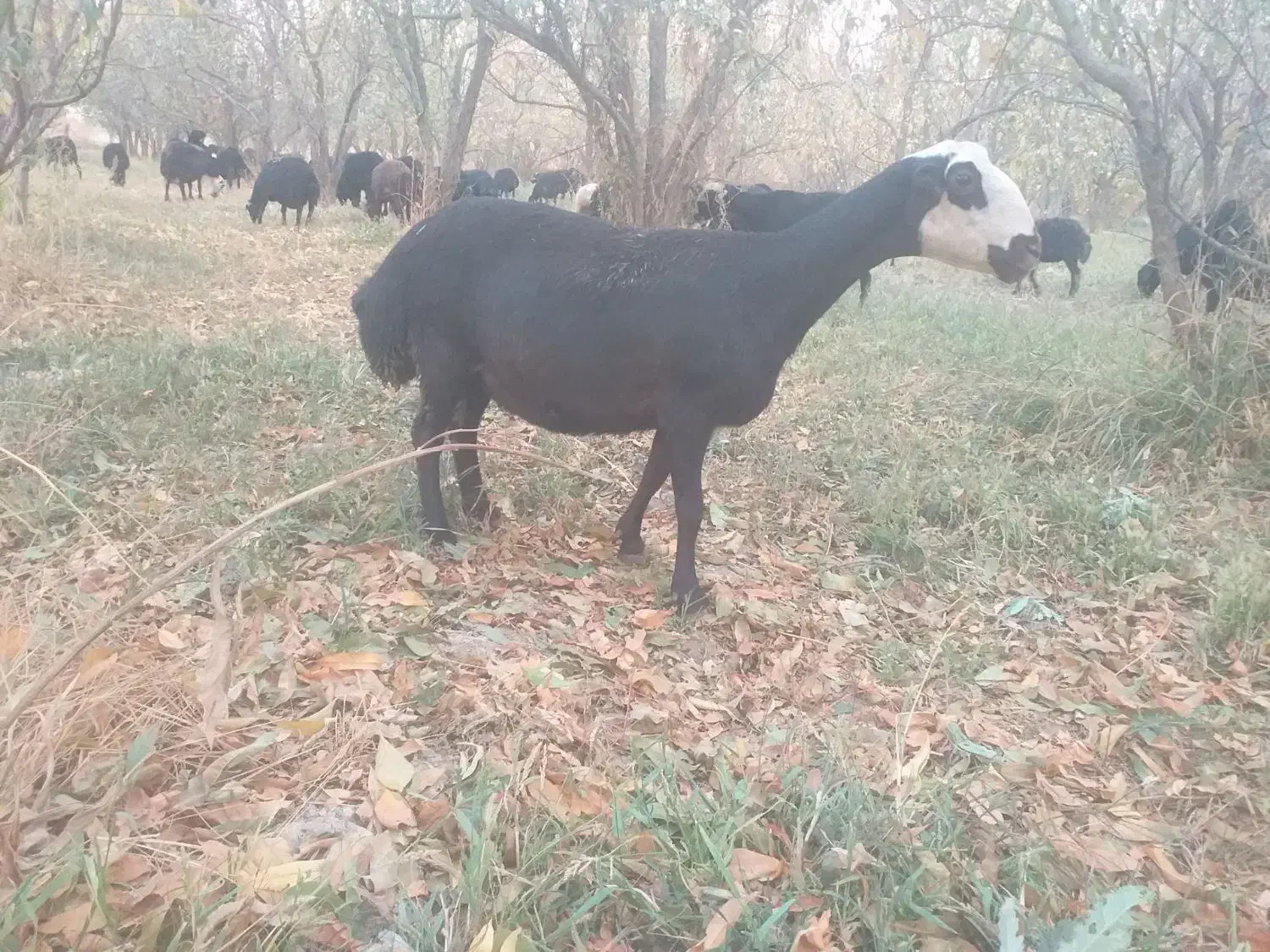 فروش طلای سیاه|حیوانات مزرعه|صوفیان, |دیوار