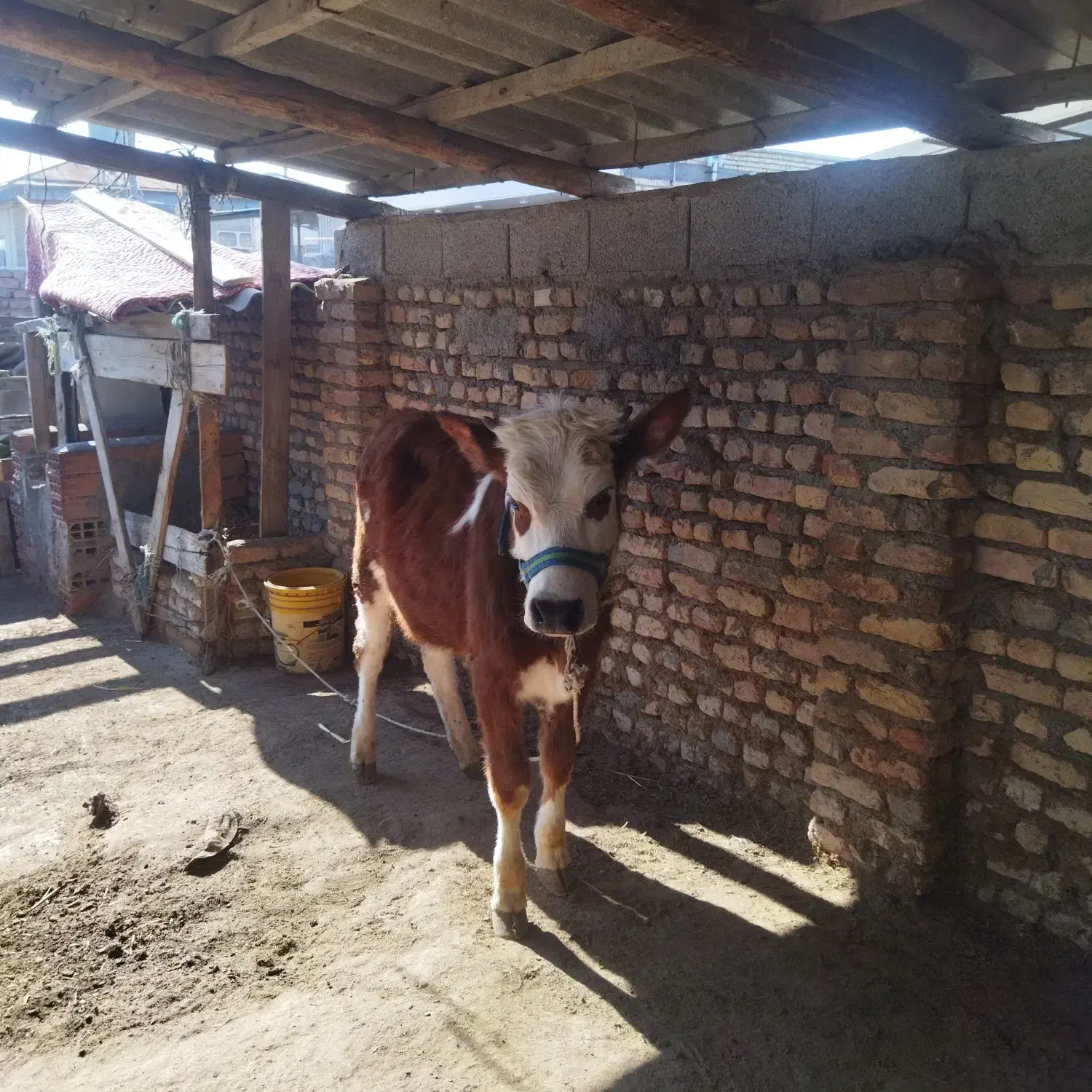 گوساله ماده چاق هیکل درشت|حیوانات مزرعه|گمیشان, |دیوار