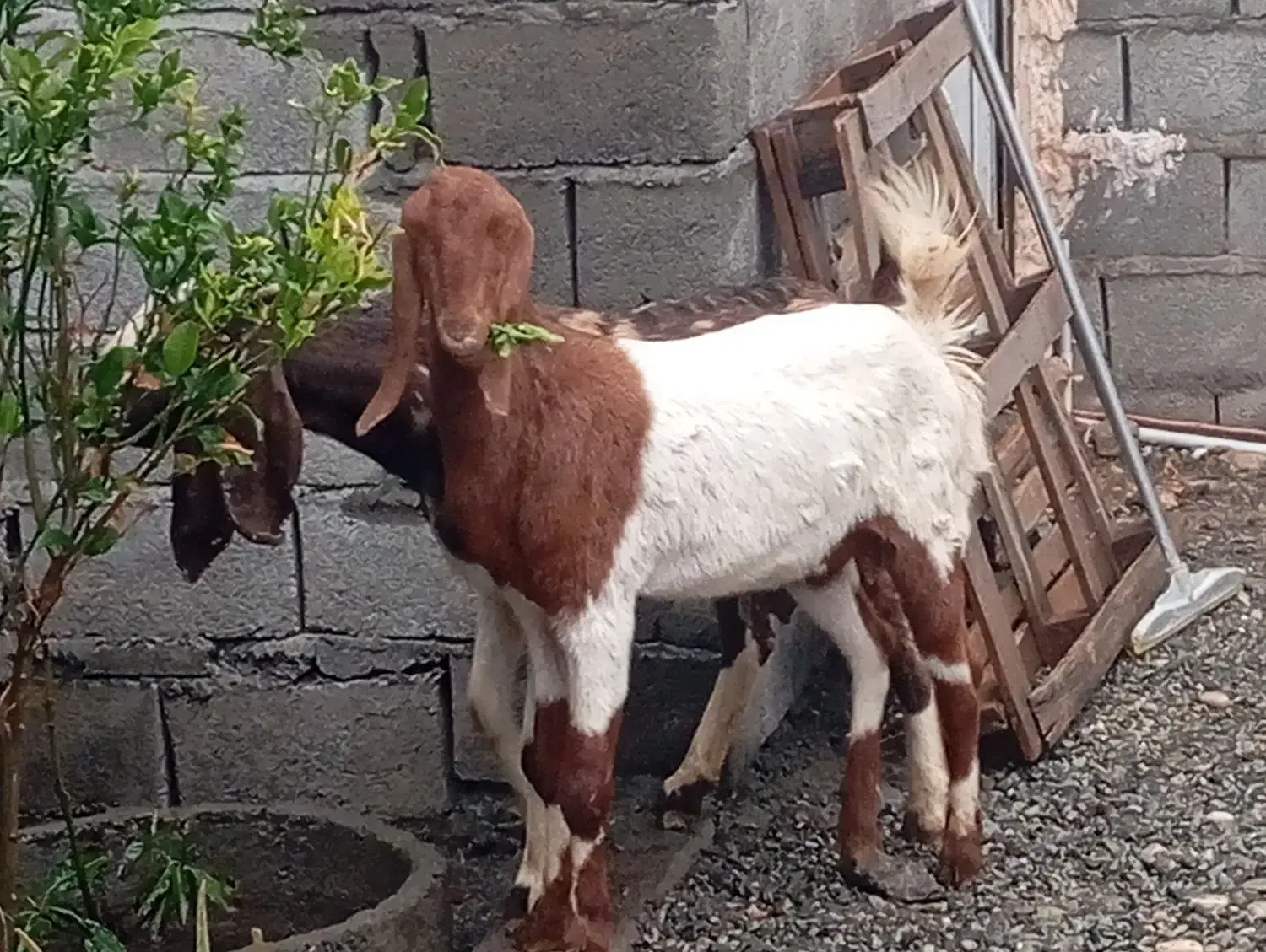 بزکل|حیوانات مزرعه|جیرفت, |دیوار