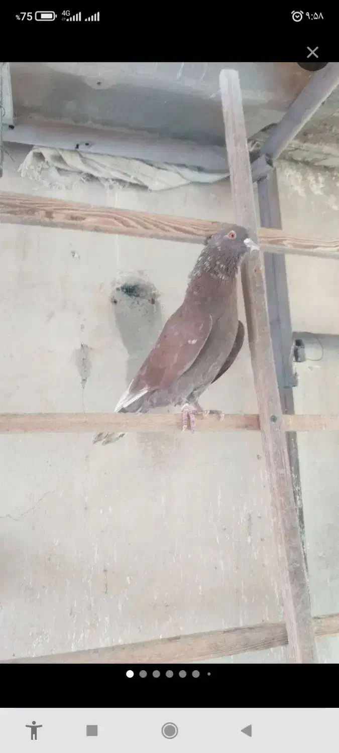 ۱ عدد کبوتر حومه ی مهراباد رودهن گم کردم نر قرمزی|پرنده|رودهن, |دیوار