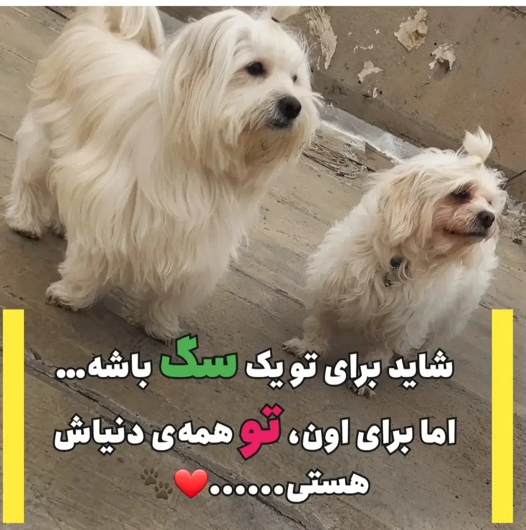 واگذاری رایگان نژاد های سگ|سگ|شهرضا, |دیوار