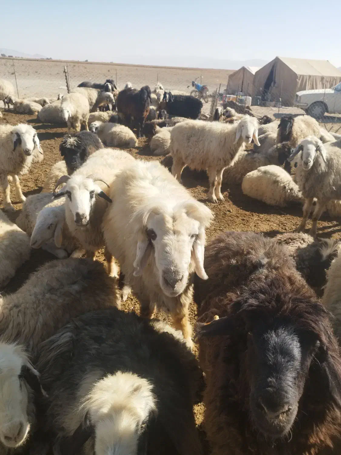 دوراس میش داشتی و یک راس قوچ|حیوانات مزرعه|اقلید, |دیوار