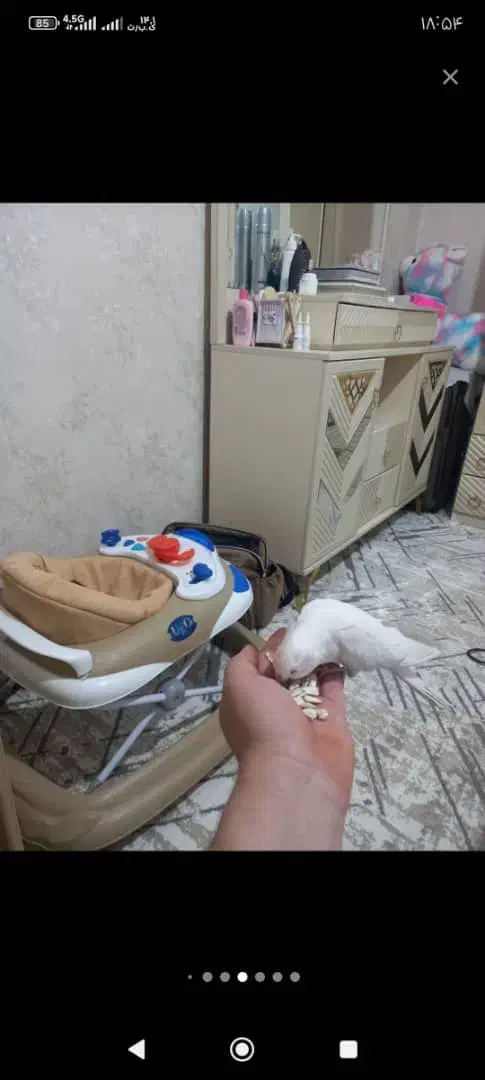 عروس هلندی گم شده|حیوانات|لولمان, |دیوار