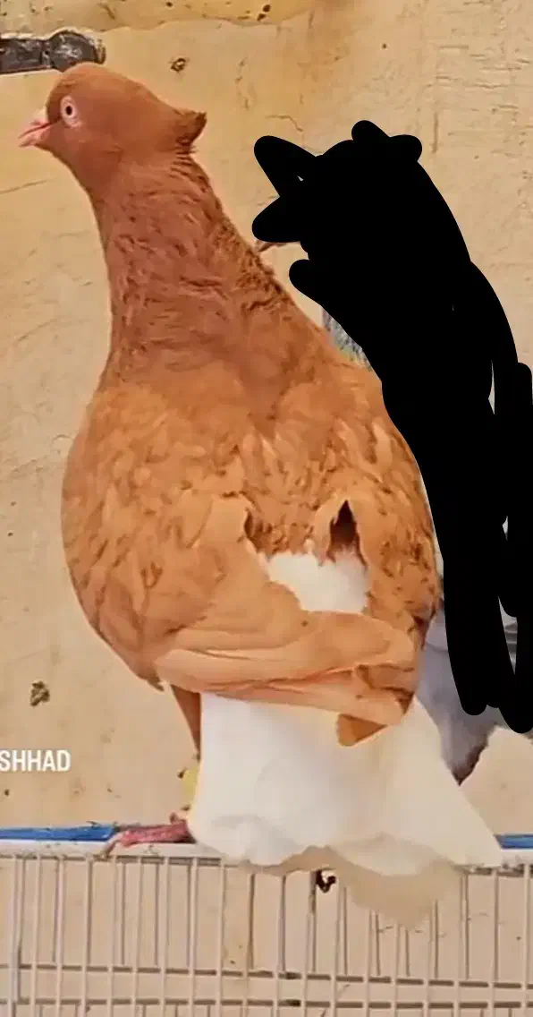ماده دم سفید|پرنده|تربت‌حیدریه, ۴۵ متری|دیوار