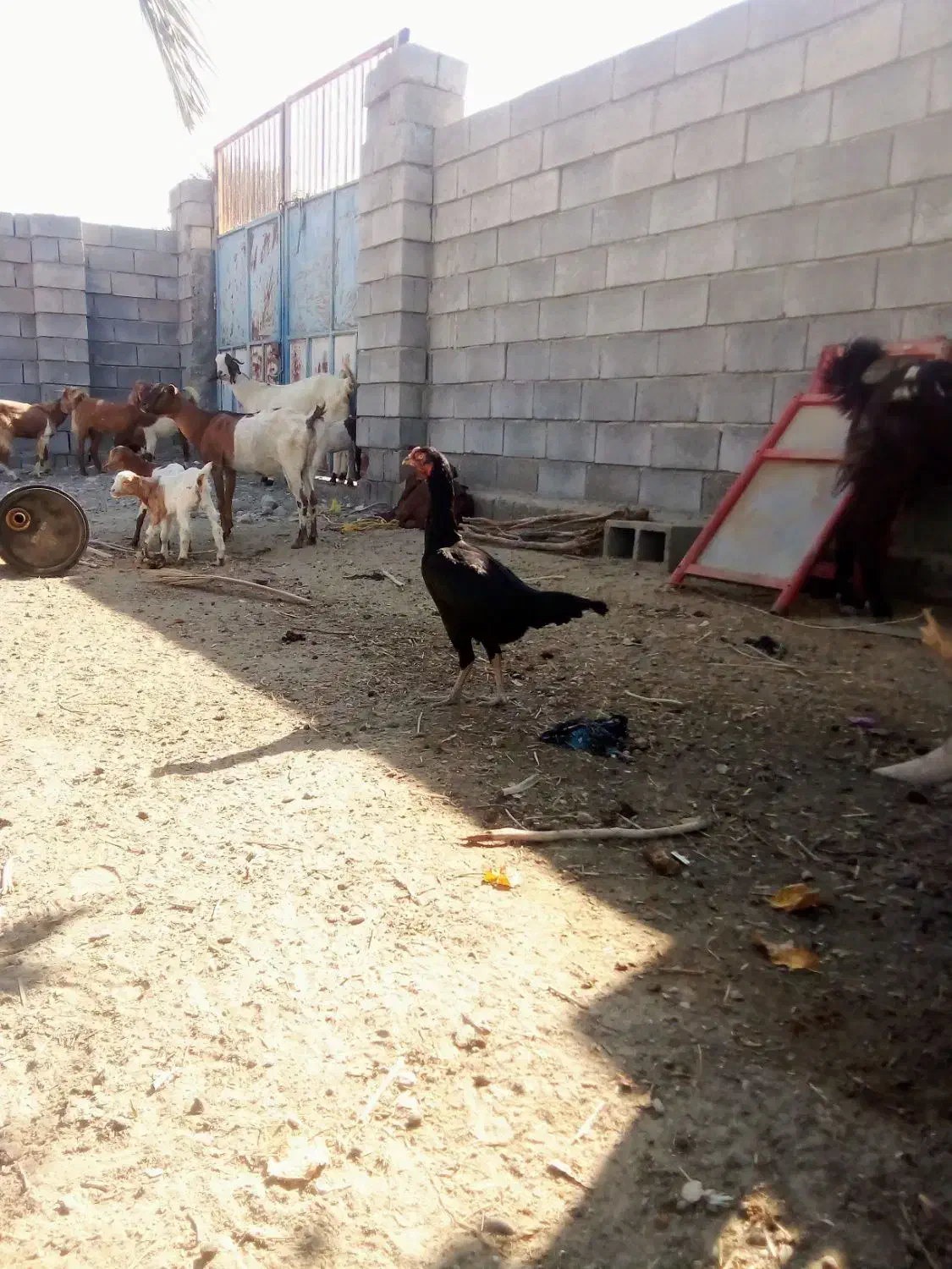 مرغ لاری|حیوانات مزرعه|شمیل, |دیوار