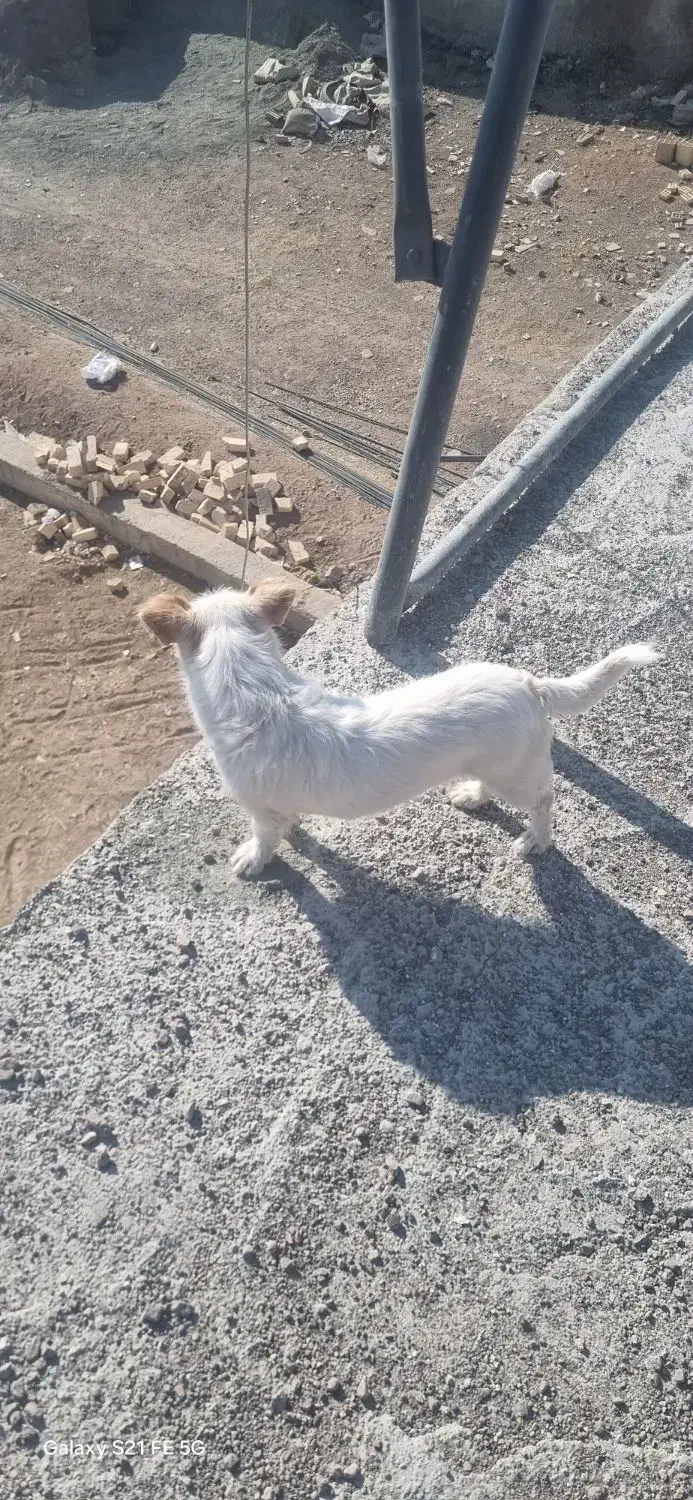 سگ شیتزو|سگ|قزوین, |دیوار