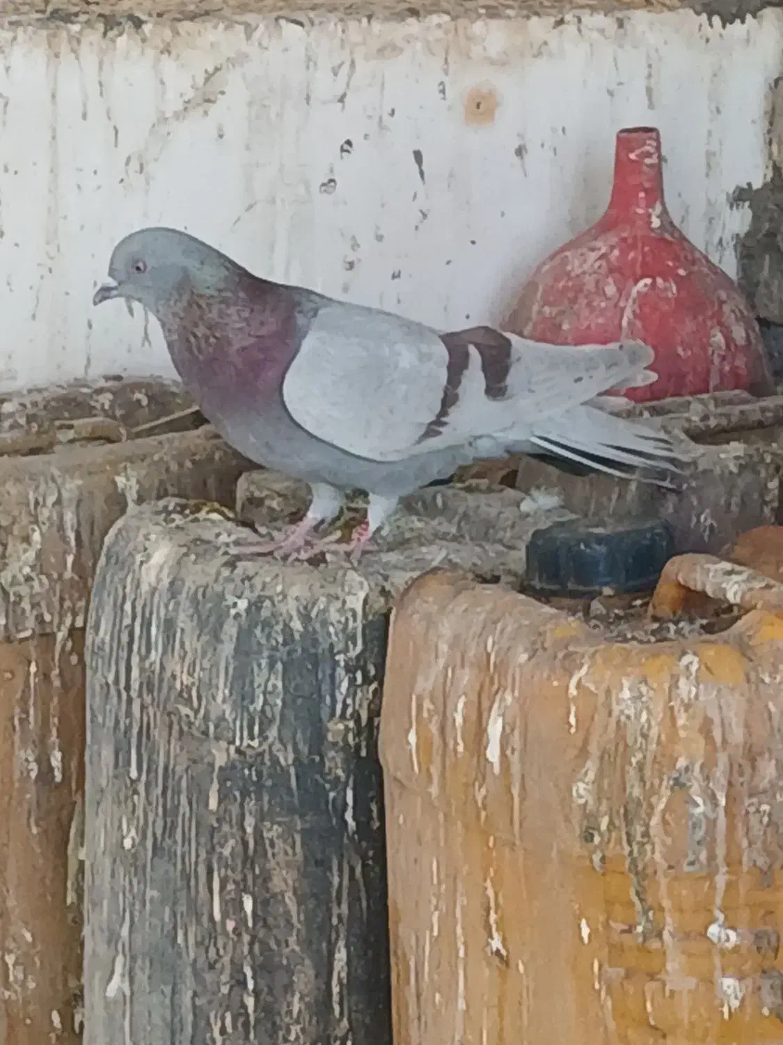 کبوتر|حیوانات|ملایر, |دیوار