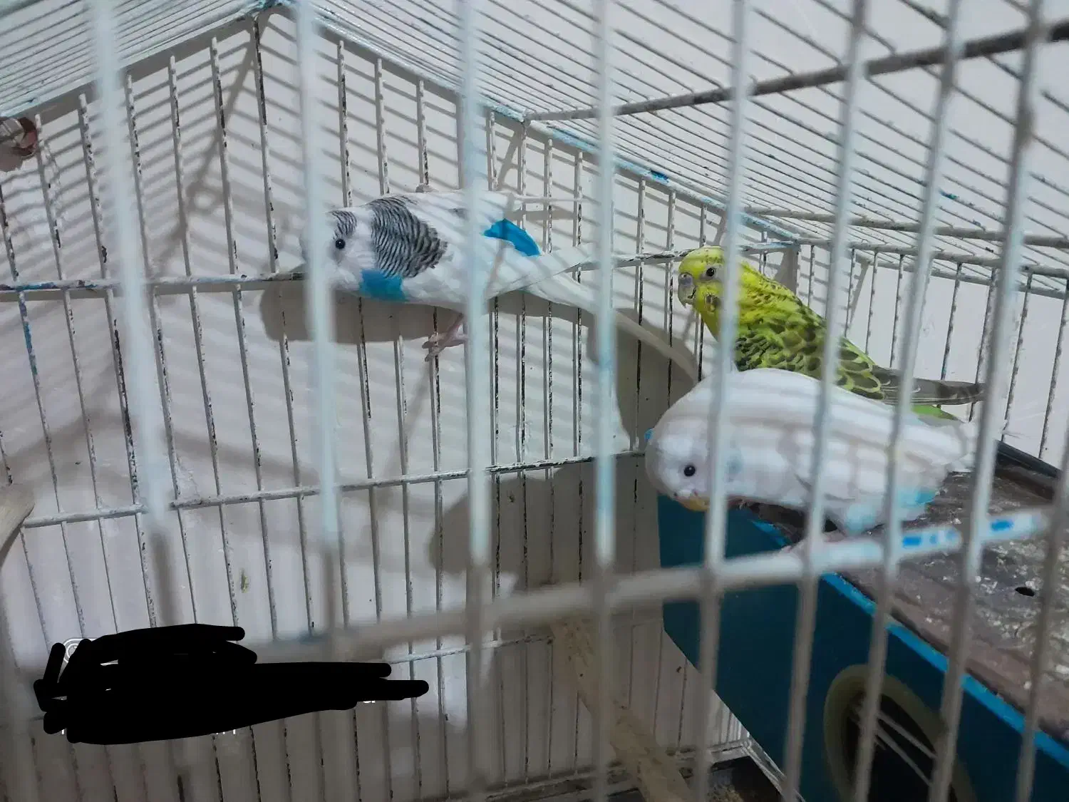 مرغ عشق|پرنده|قائن, |دیوار