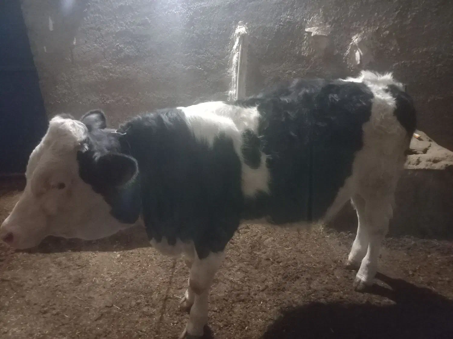 گوساله سمینتال|حیوانات مزرعه|دیواندره, |دیوار