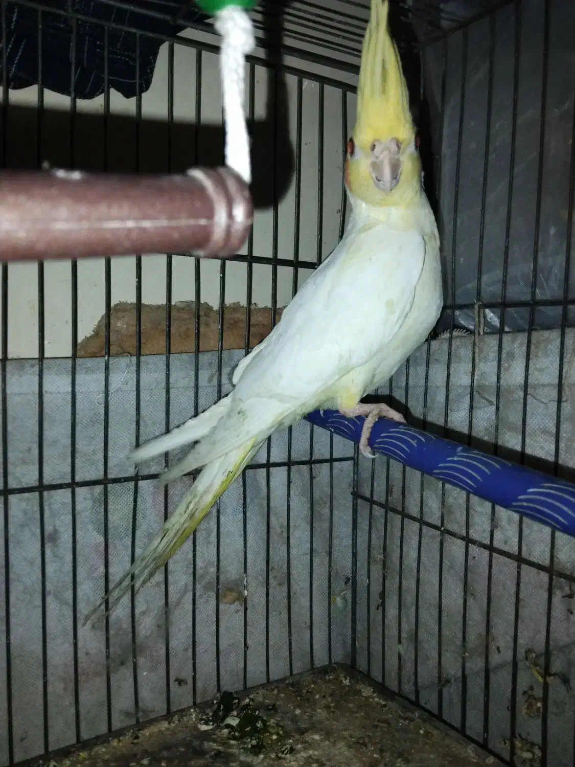 عروس پاریس|پرنده|اهواز, کمپلو شمالی|دیوار