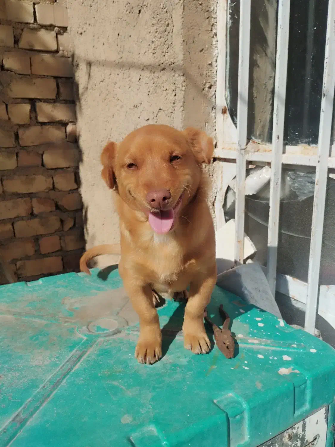 سگ خانگی|سگ|مرودشت, بیست متری بیمارستان|دیوار