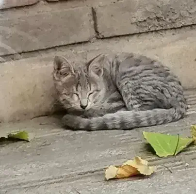 واگذاری گربه شش ماهه|گربه|تهران, چهارصد دستگاه|دیوار