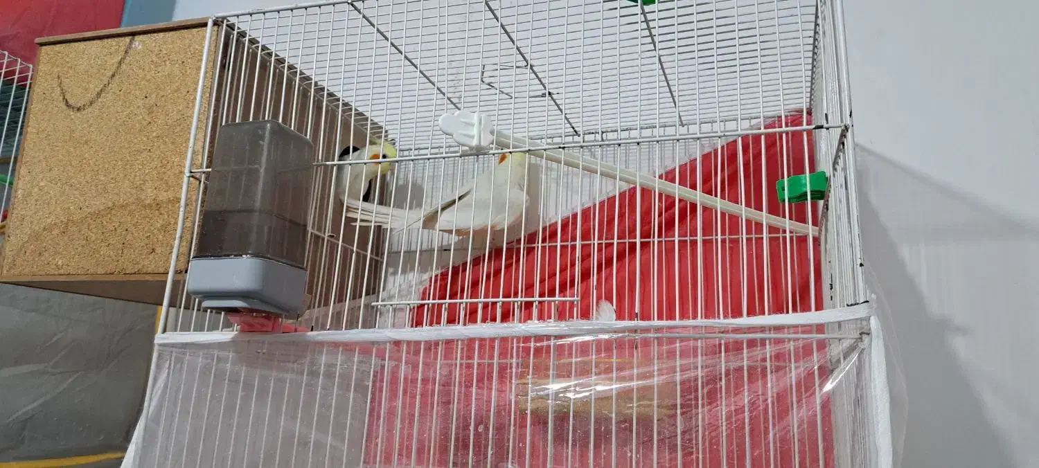 عروس هلندی جفت|پرنده|مشهد, شهید احمدی روشن|دیوار