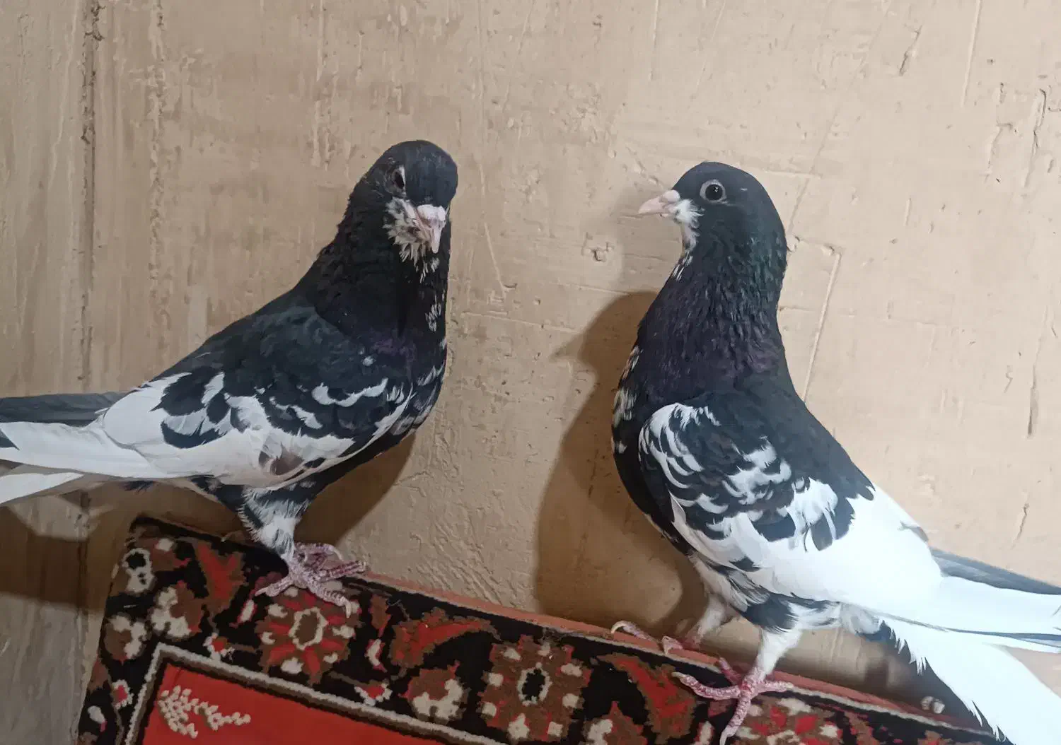 یه جفت نر ماده شهری|پرنده|شیراز, حومه شیراز|دیوار