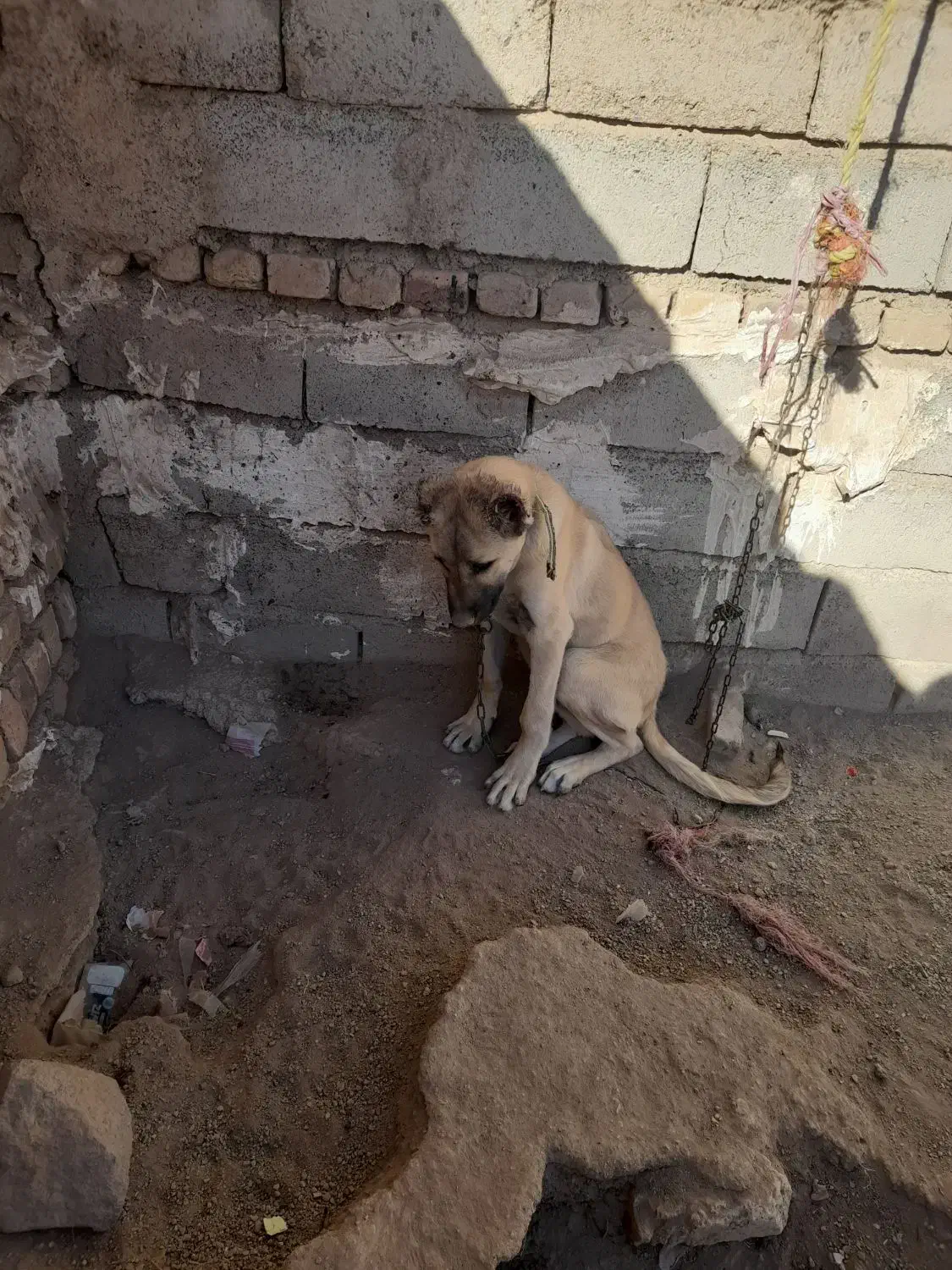 توله سرابی|سگ|سلطانیه, |دیوار