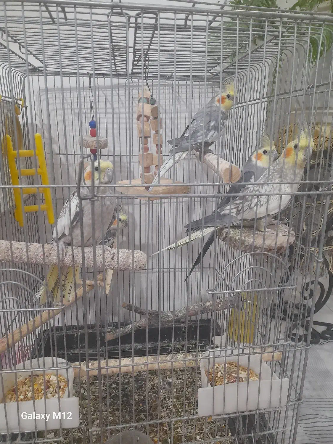 عروس هلندی|پرنده|محمدشهر, کوی بهار|دیوار