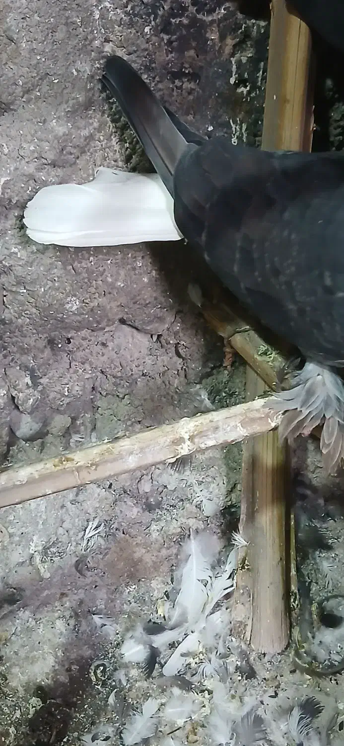 دمسفید نر زمانت پر|پرنده|بم, |دیوار