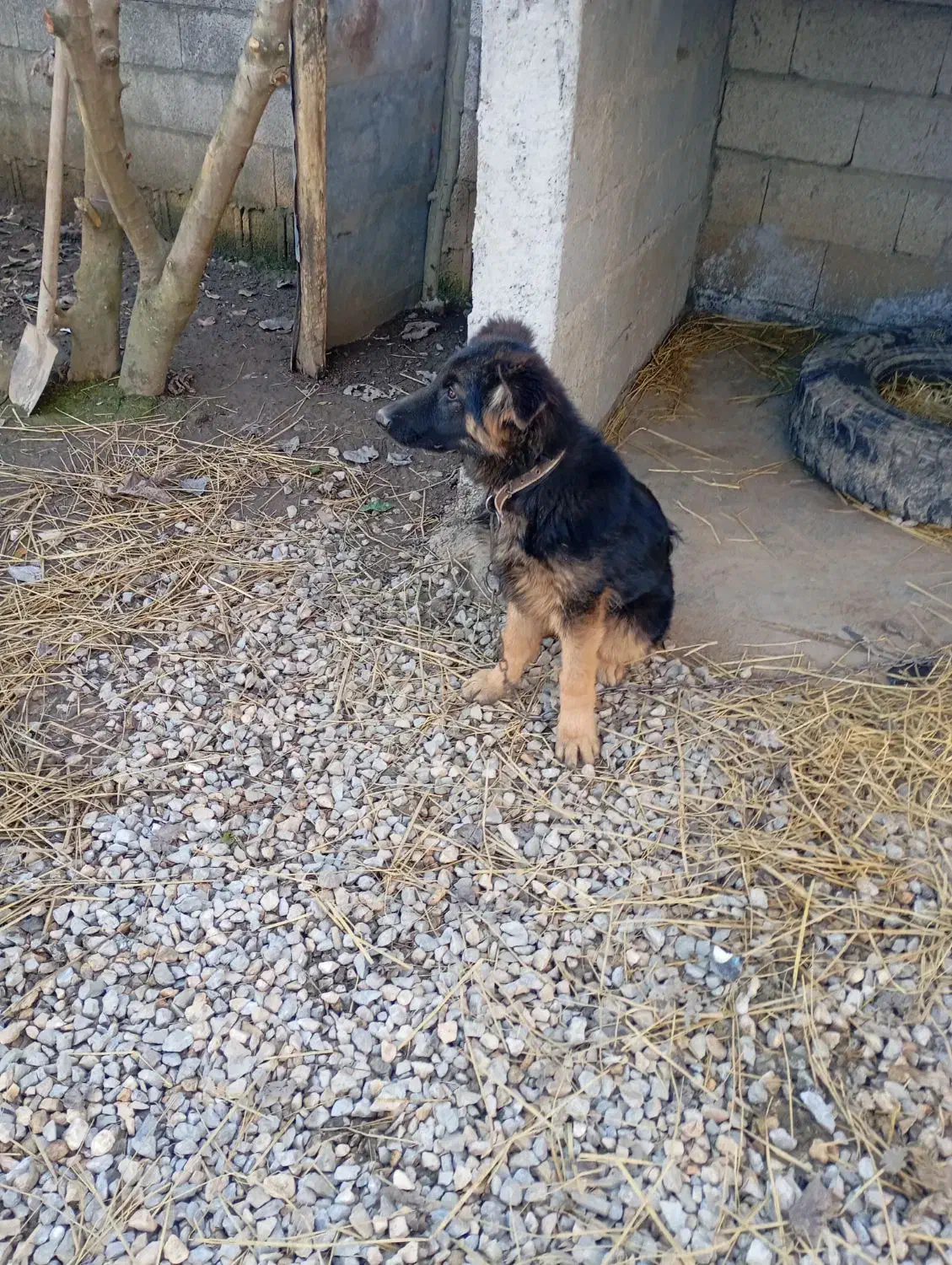 سگ ژرمن|سگ|فومن, |دیوار