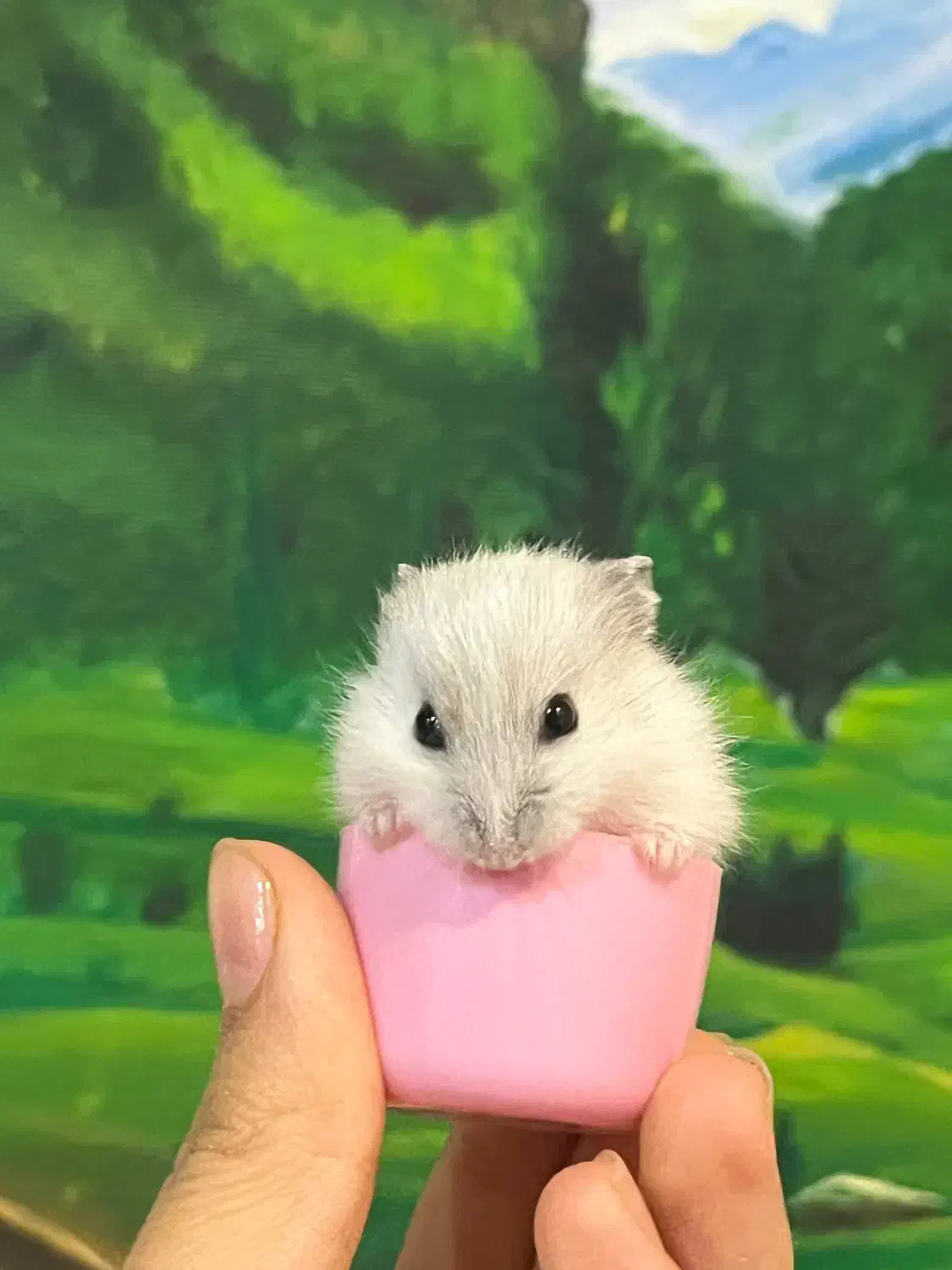 فروش همستر نژاد روسی|موش و خرگوش|اراک, |دیوار