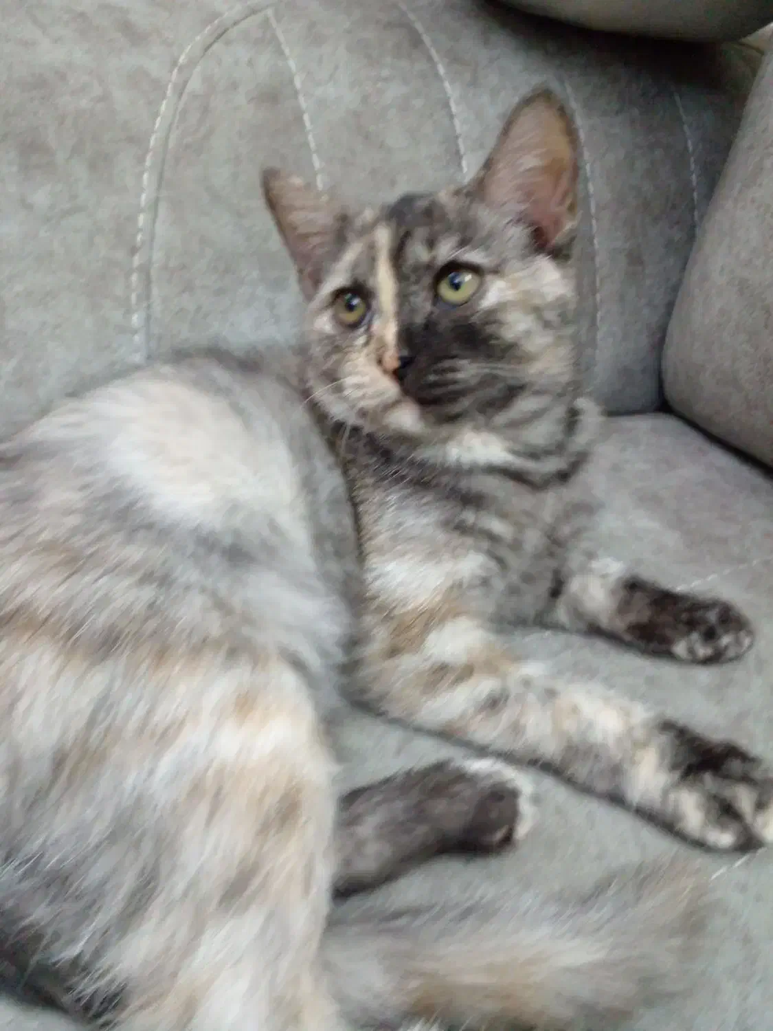 فروش بچه گربه ۴ ماهه پرشین  ماده ۲میلیون|گربه|ساری, |دیوار