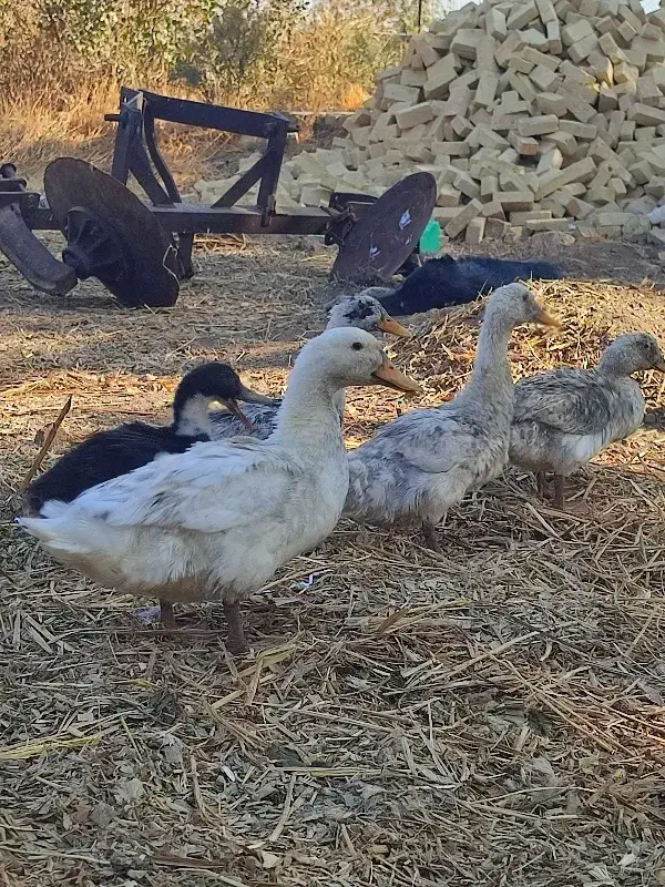 اردک|حیوانات مزرعه|اقبالیه, |دیوار