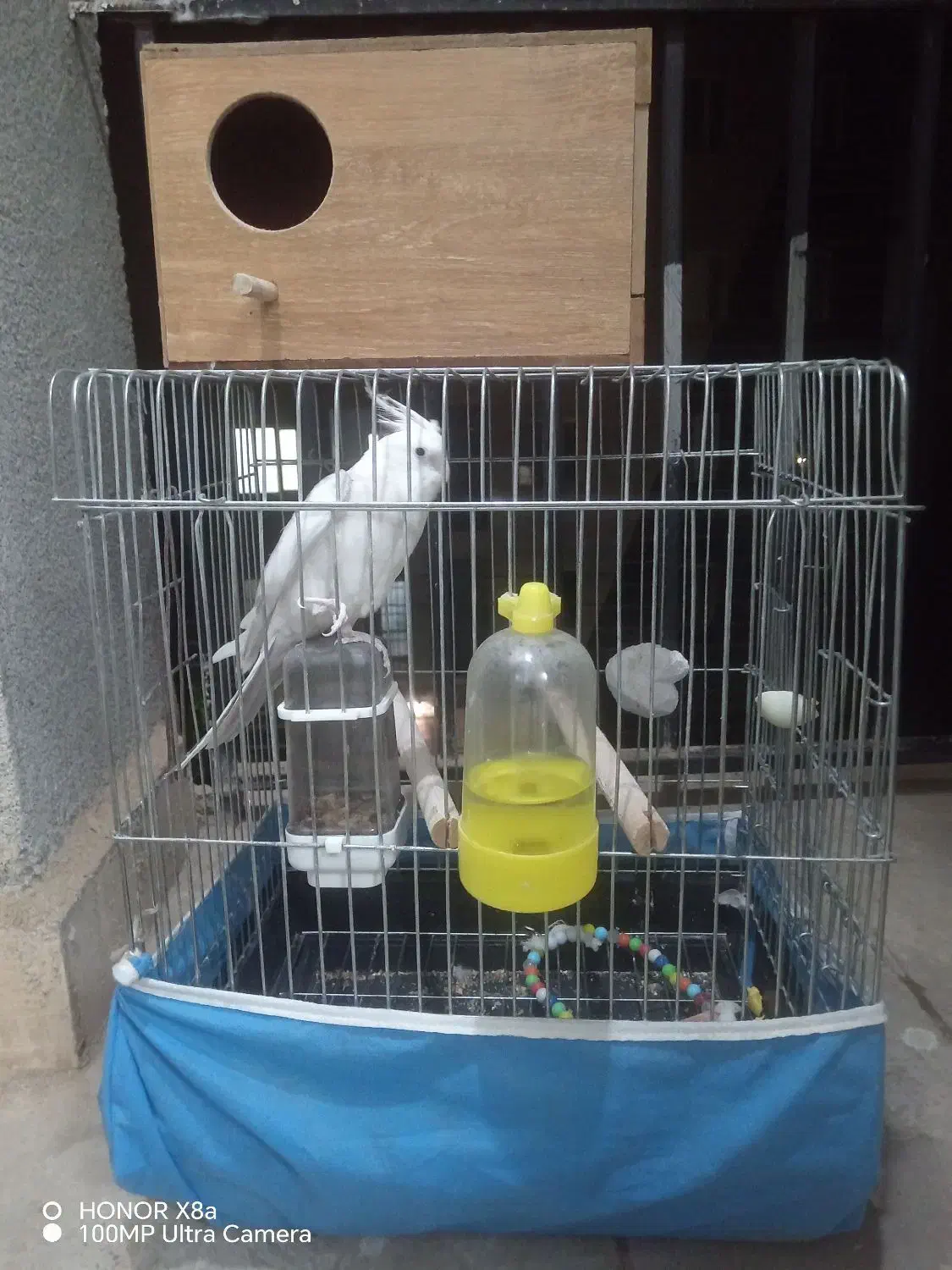 عروس هلندی|پرنده|هشتگرد, شهرک ولیعصر (مهستان)|دیوار