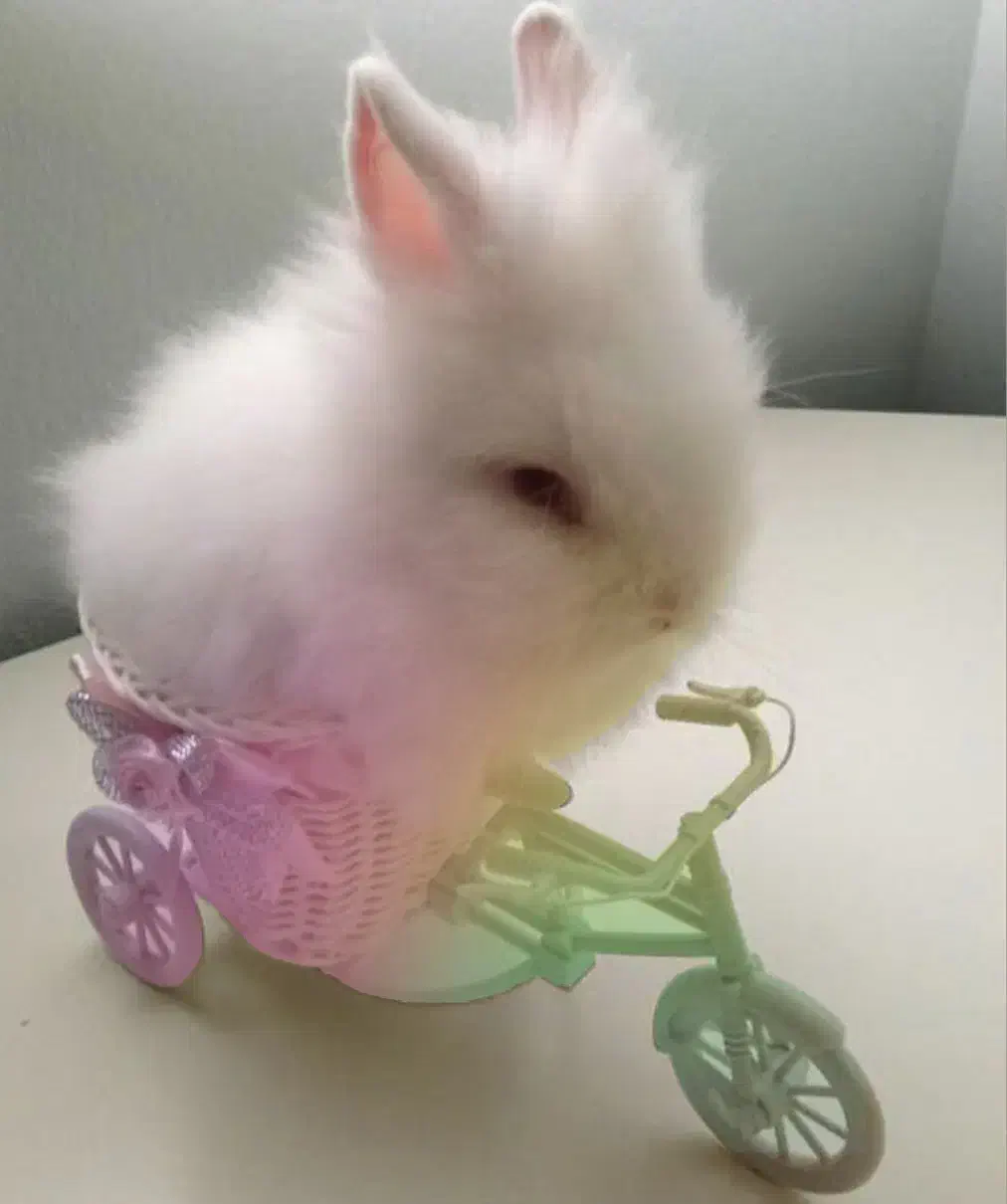 لوپ ومینیاتوری واکسینه بهداشتی|موش و خرگوش|اصفهان, تیران|دیوار