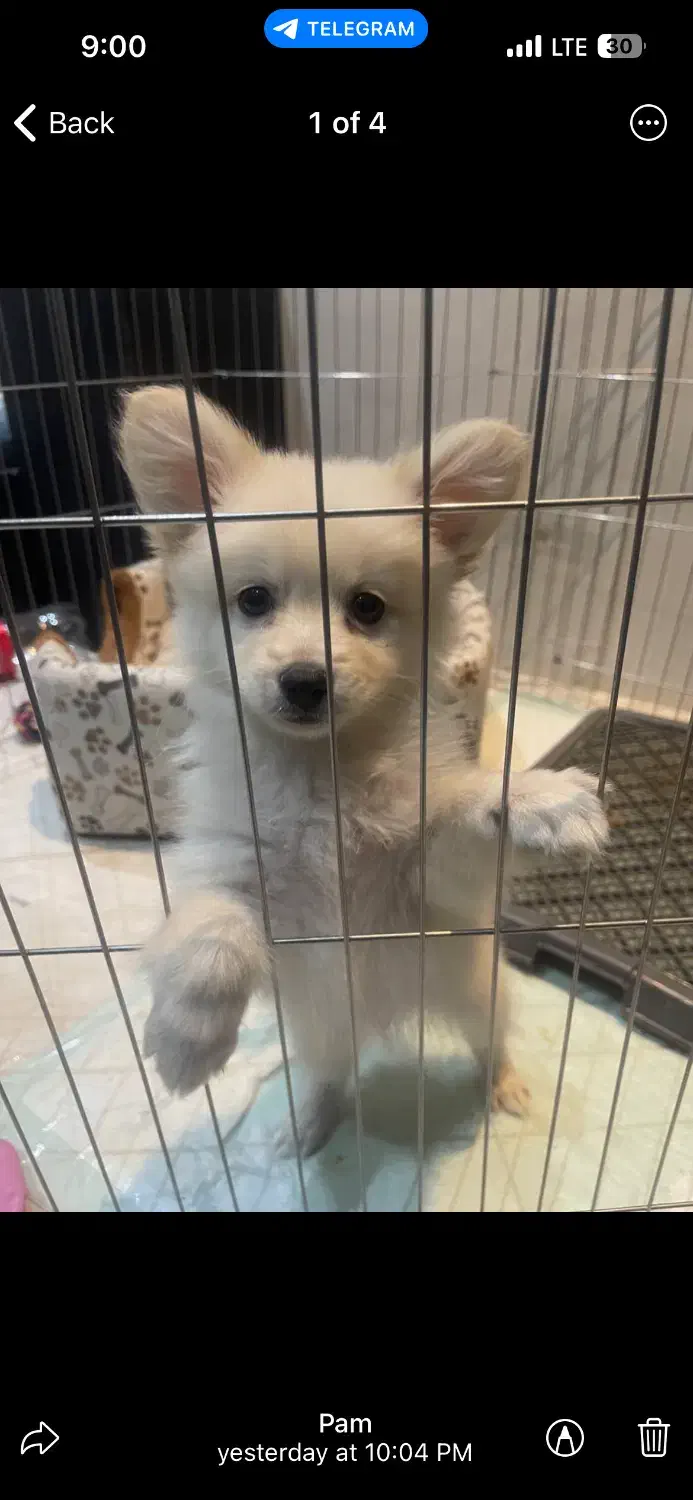 پامر|سگ|نیشابور, سید جمال الدین|دیوار