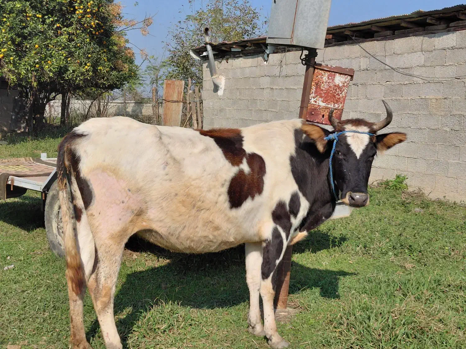 گاو جوان دورگ محلی ۸ ماه به بالا شکم|حیوانات مزرعه|ماکلوان, |دیوار