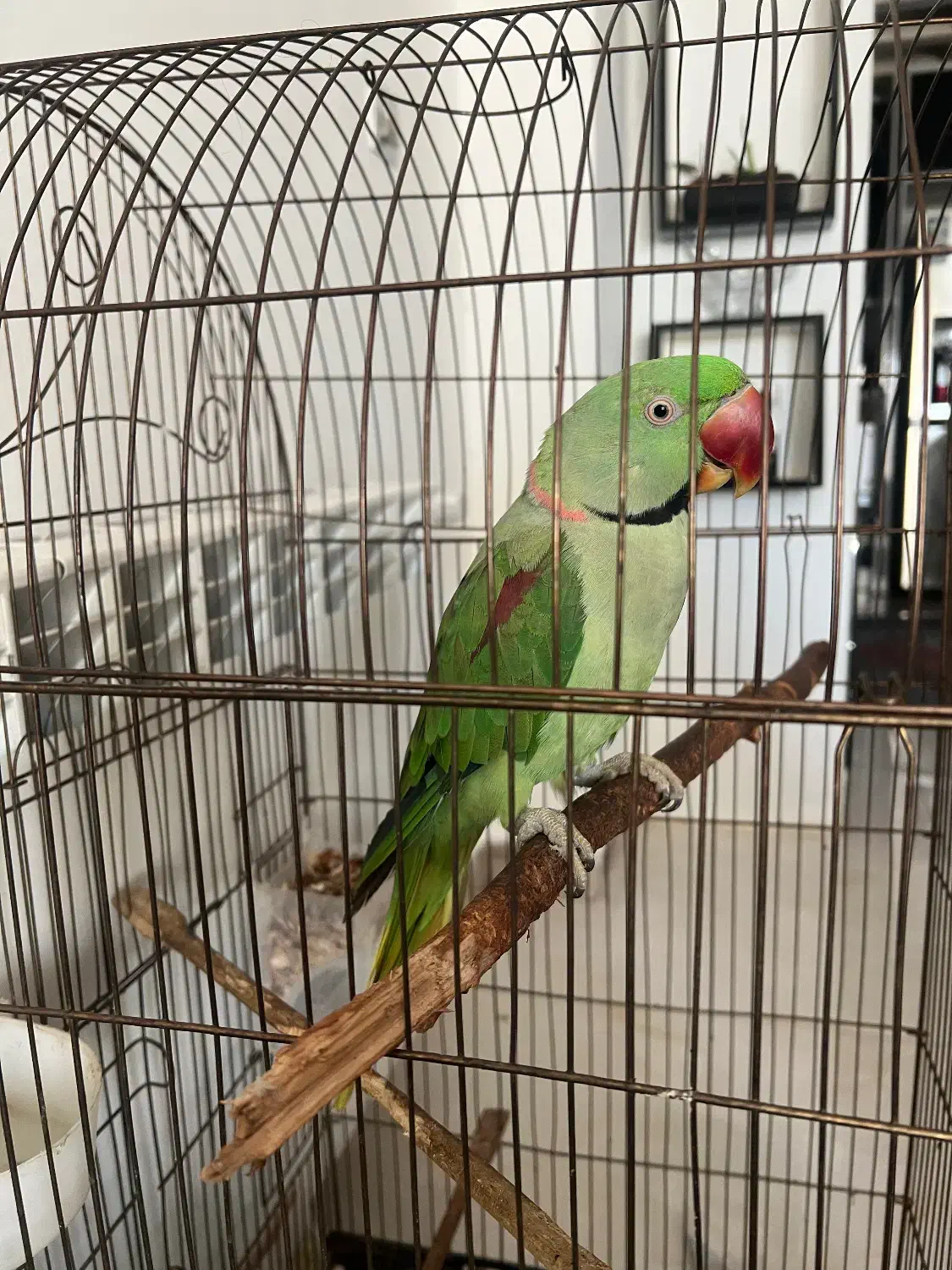 شاه طوطی|پرنده|چالوس, |دیوار