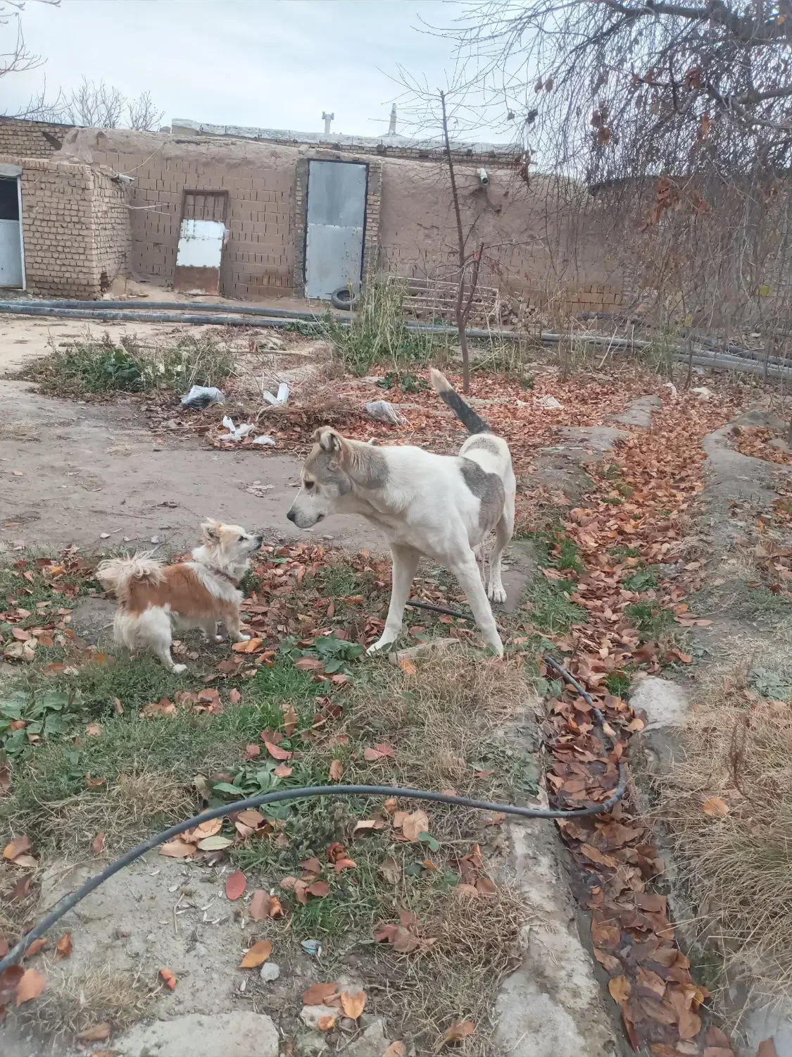 پامر نر بازیگوش|سگ|چناران, |دیوار