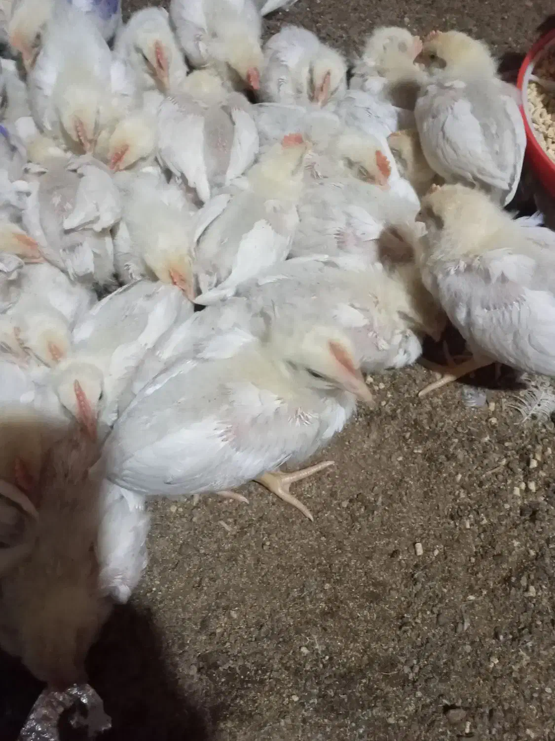 فروش جوجه گوشتی|حیوانات مزرعه|خان ببین, |دیوار