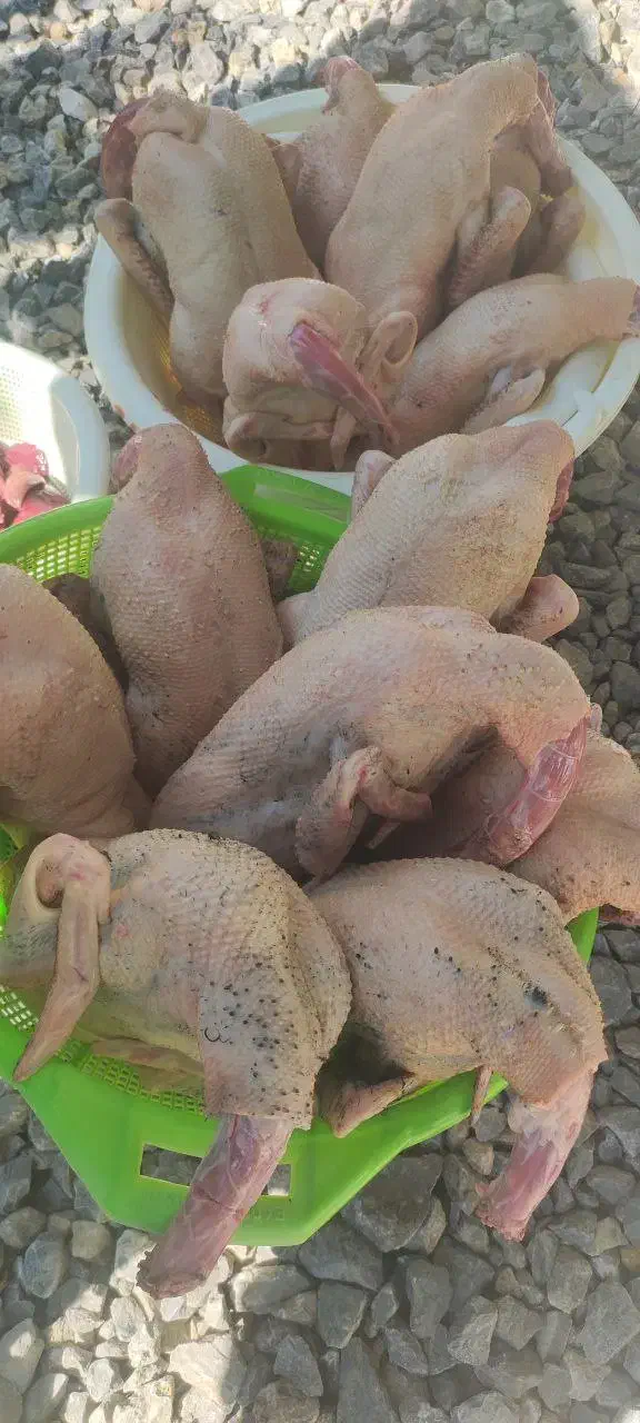 اردک محلّی مرغ محلّی|حیوانات مزرعه|بابلسر, |دیوار