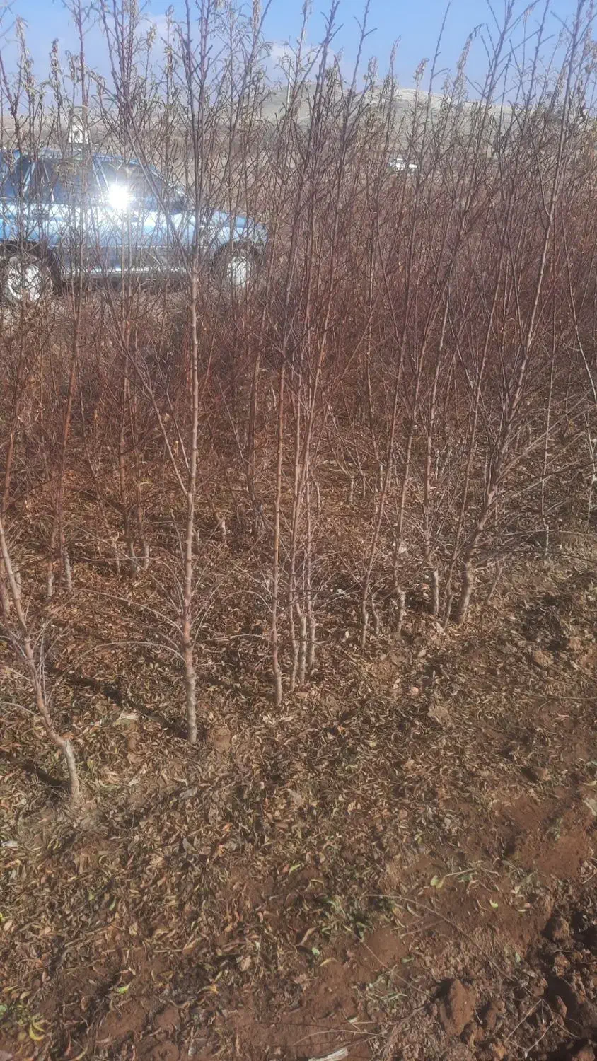 فروش انواع نهال و صنوبر|خدمات باغبانی و درختکاری|ترکمانچای, |دیوار