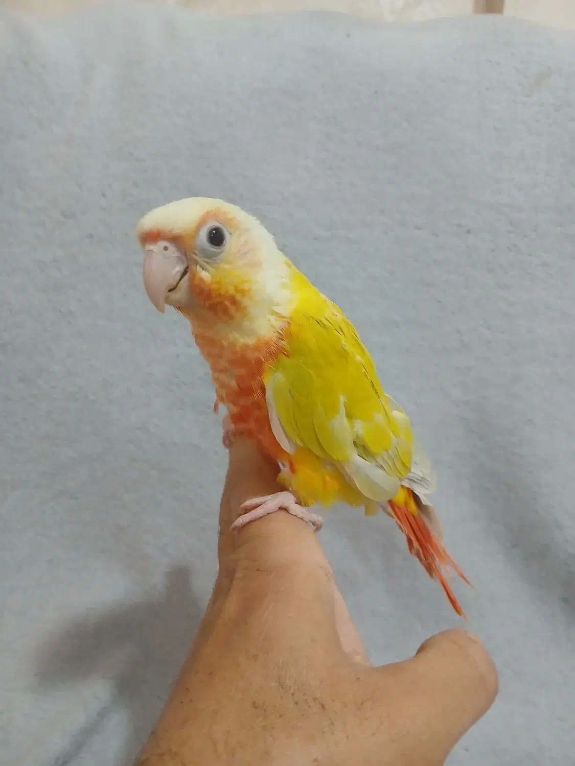 ردچیک|پرنده|ماهدشت, |دیوار