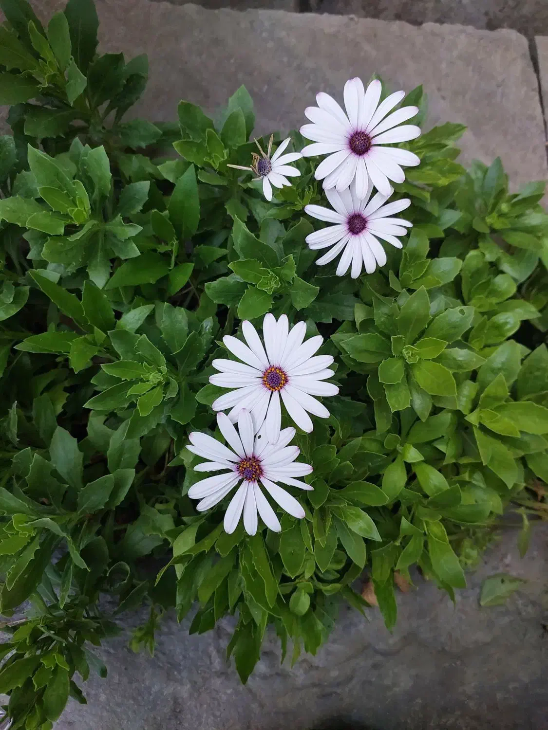 ساینا s تیپ DA مدل تیر ۱۴۰۲|خودرو سواری و وانت|تهران, شهرک آزادی|دیوار