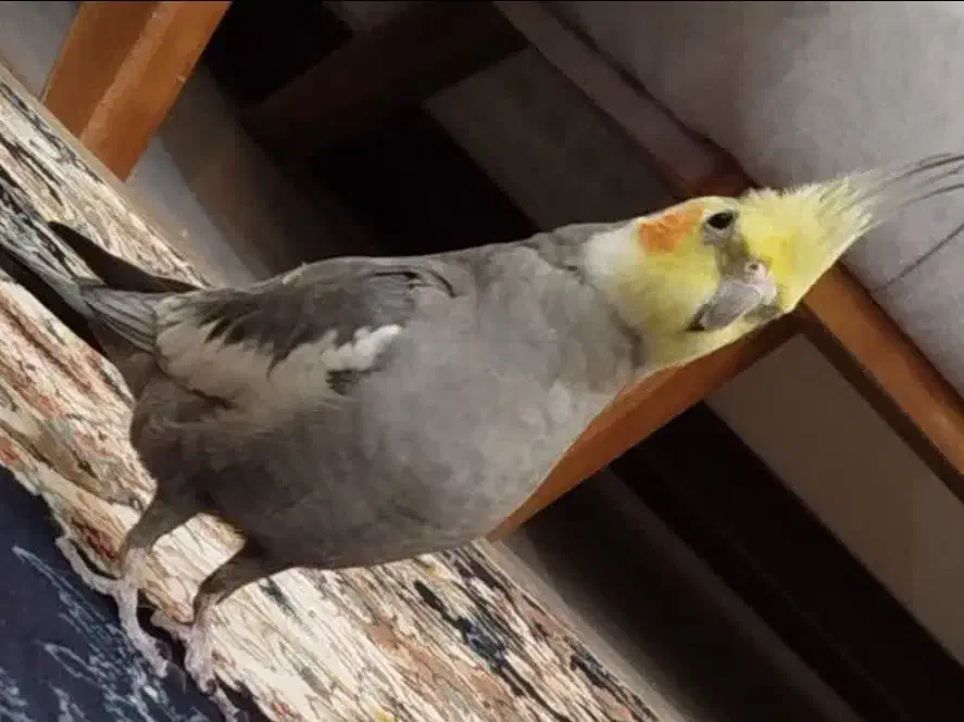 گمشده|حیوانات|گلپایگان, |دیوار