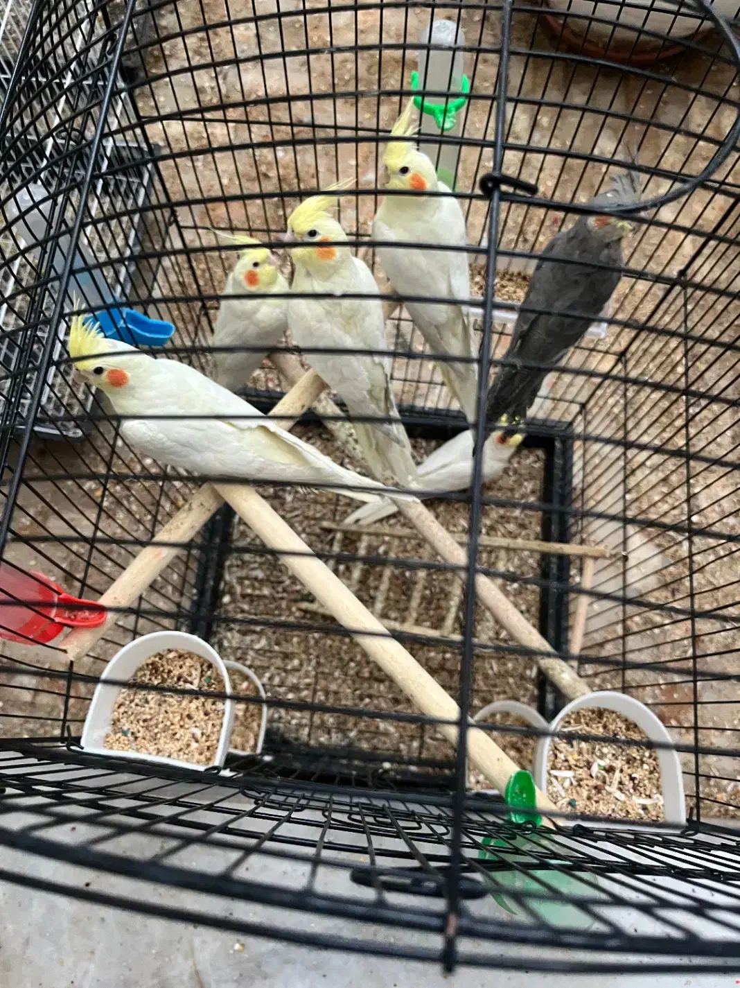 لوتینو هلندی|پرنده|یزد, |دیوار