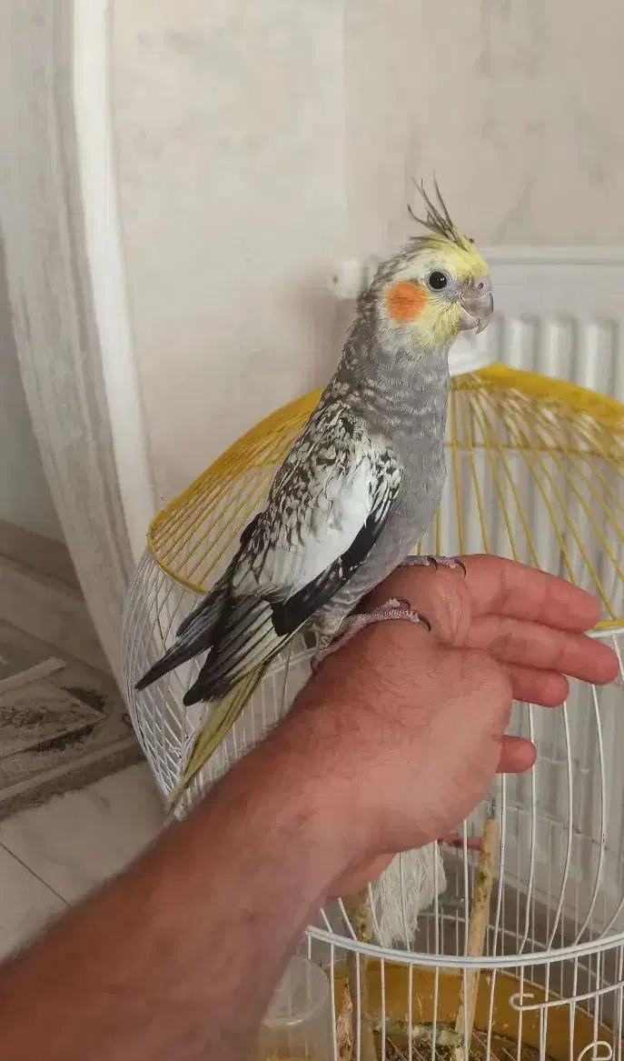 فروش یا معاوضه با قناری|پرنده|بروجرد, |دیوار