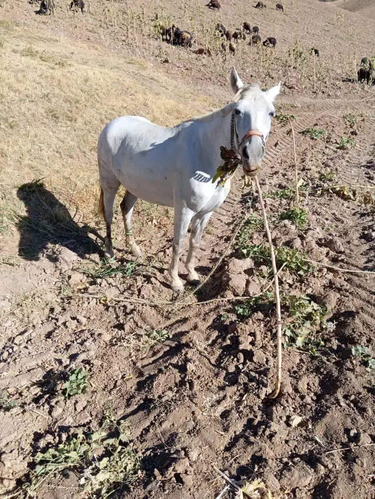 اسب سواری باری|اسب و تجهیزات اسبسواری|سقز, |دیوار