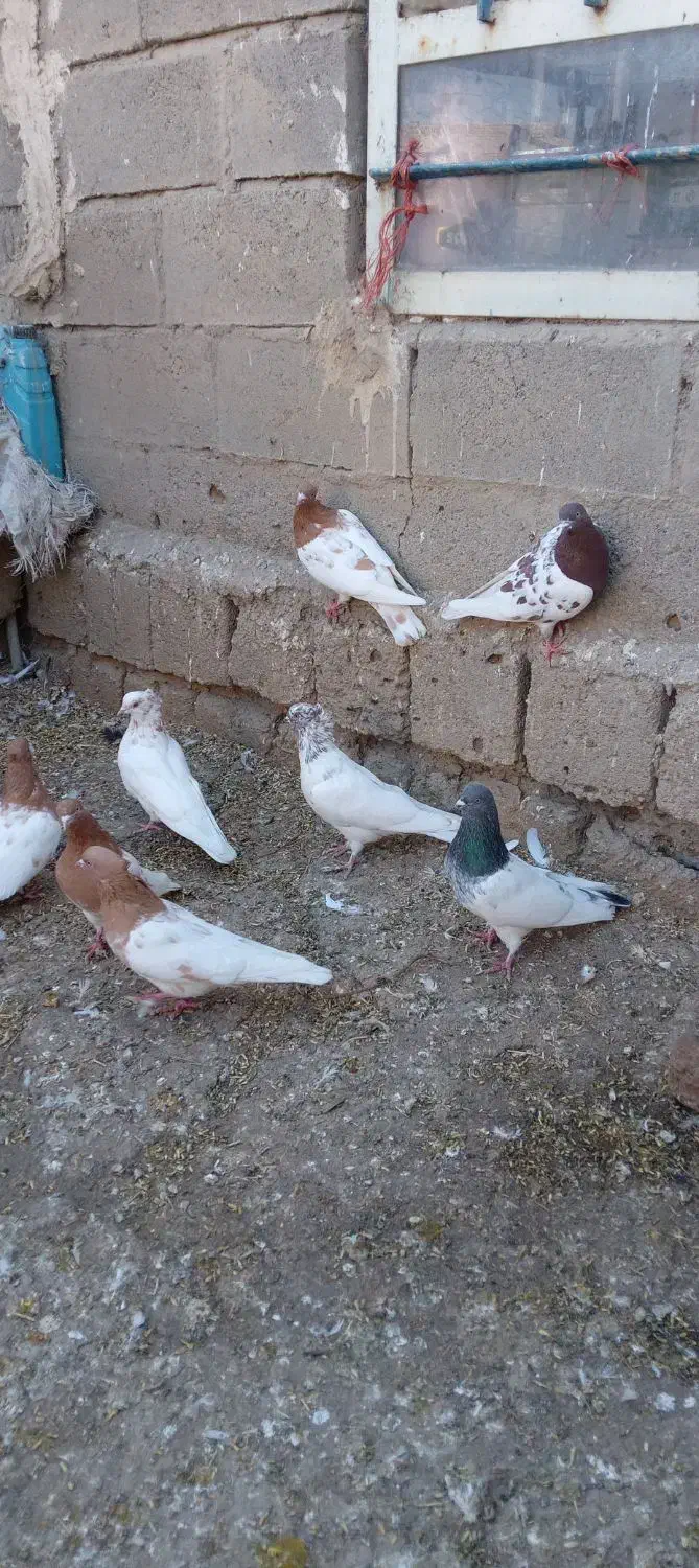 فروش کبوتر کله کاکلی|پرنده|چهاربرج, |دیوار