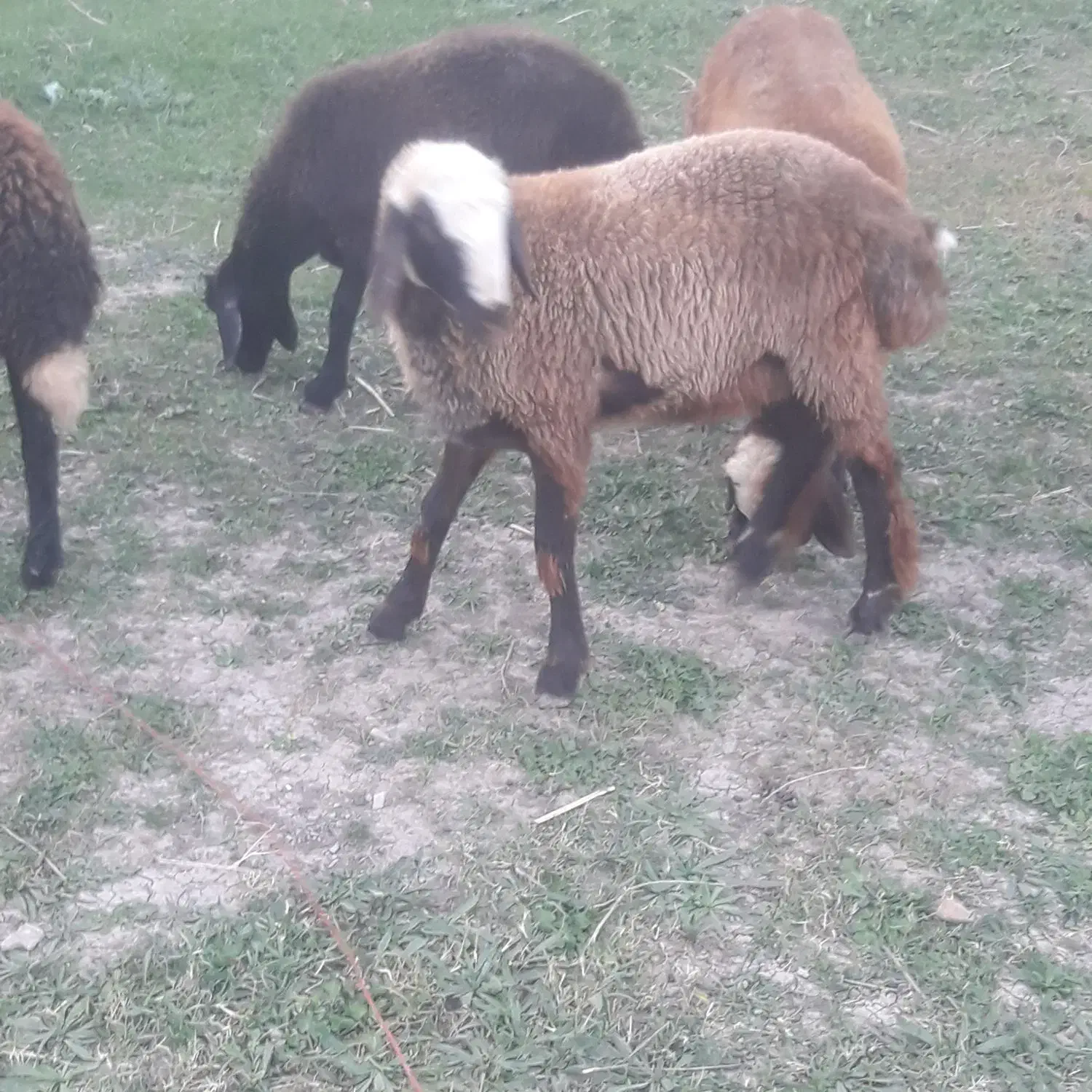 دو عدد بره نروماده|حیوانات مزرعه|فاضل آباد, |دیوار