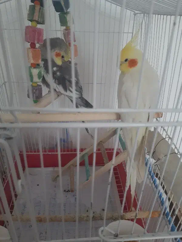 عروس هلندی|پرنده|اردبیل, |دیوار