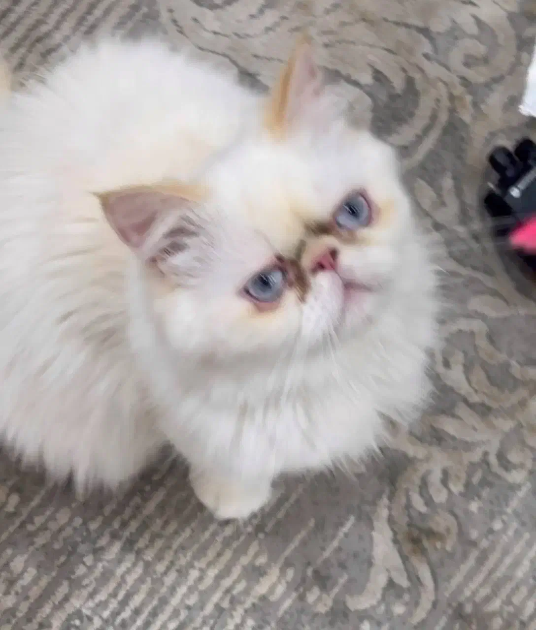 گربه نیاز به جفتگیری|گربه|قدس, شهر‌قدس|دیوار