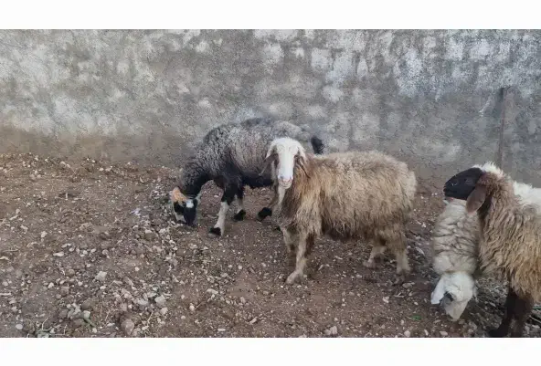 فروش میش جوان آبستن|حیوانات مزرعه|دهدشت, |دیوار